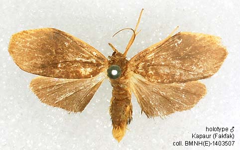 Papua Insects Foundation (Lepidoptera/Erebidae(Arctiinae)/Macaduma fusca)